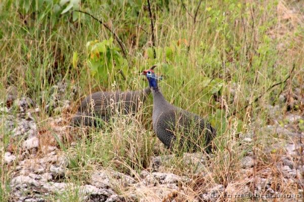 IMG_4992 <P><B>Etosha Nationalpark</B></P>