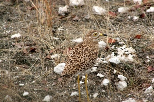 IMG_5000 <P><B>Etosha Nationalpark</B></P>