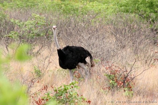 IMG_5006 <P><B>Etosha Nationalpark</B></P>