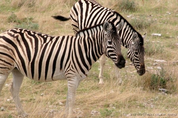 IMG_5015 <P><B>Etosha Nationalpark</B></P>