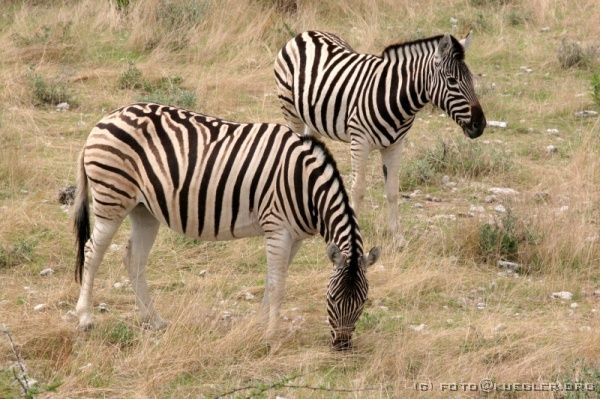 IMG_5016 <P><B>Etosha Nationalpark</B></P>