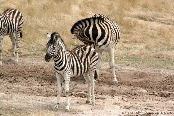 IMG_5020 <P><B>Etosha Nationalpark</B></P>