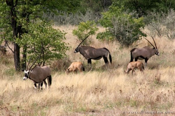 IMG_5025 <P><B>Etosha Nationalpark</B></P>

<div align=left>
<P>Zur Mittagspause machen wir Rast auf einem der anderen staatlichen Camps. "Halali" ist ein ziemlich nackter und karger Platz mit sozialistischem 70er Jahre-Charme. Die Sonne scheint und wir setzen fest darauf, dass sie den Boden wieder etwas austrocknet.</P>

<P>Doch als wir um 15:00 Uhr wieder auf die Suche gehen, sehen wir auch nicht mehr, außer den nächsten Regenwolken am Himmel... Von einer anderen Gruppe von Wildlife bekommt Robson einen Tip, wo heute morgen Löwen zu sehen waren. Wir fahren sofort dort hin, aber haben leider kein Glück.</P>

<P>Es tröstet uns zwar ein wenig, dass wir schon außerhalb des Parks Giraffen und sogar Wüstenelefanten gesehen haben - aber etwas traurig sind wir schon.</P>
</div>