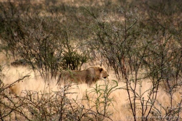 IMG_5064 <P><B>Etosha Nationalpark</B></P>
<div align=left>

<P><B>2. November: Waterberg Nationalpark.</B></P>

<P>Da die heutige Strecke wieder schnell zu bewältigen ist, stehen wir erst relativ spät auf, um 6:30 Uhr. Nach dem
Frühstück fahren wir in Richtung Waterberg Nationalpark. Robson und Eddie nutzen die allerletzte Chance und fahren auf allen möglichen Umwegen zum Tor des Etosha Parks. Tatsächlich sehen wir noch einige Giraffen und Springböcke. Plötzlich schreit Bernhard hysterisch "Ein Löwe - Anhalten - ein Löwe - Stop !"</P>

<P>Wäre das Fenster nicht oben gewesen, wäre sicher der Löwe weg gewesen - oder Bernhard. Wir dachten, er springt durch das Fenster. Robson hält, nachdem Konrad den berühmten roten Knopf gedrückt hat und setzt zurück, damit wir alle den Anblick genießen können: ein ausgewachsenes Männchen mit stattlicher Mähne. Er spaziert langsam aber zielstrebig durch die Büsche davon. Das hat sich doch nochmal gelohnt!</P>

<P>Wir nehmen Abschied vom Etosha Park, diesem flachen und öden Stück Namibia. Im Nachhinein haben wir zwar keine großen Herden aber doch recht viele verschiedene Tiere gesehen.</P>
</div>