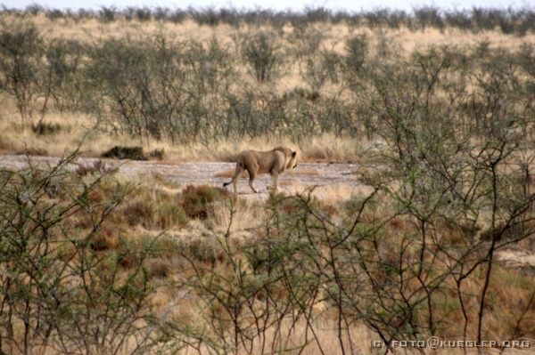 IMG_5071 <P><B>Etosha Nationalpark</B></P>