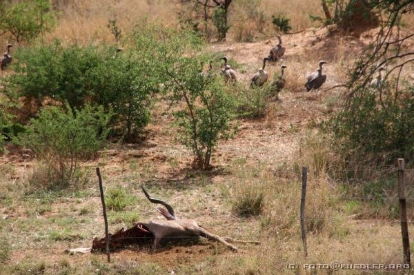 IMG_5170 <P><B>Zwischen Waterberg und Windhoek</B></P>
<div align=left>

<P><B>3. November: Windhoek und Rückflug nach Deutschland.</B></P>

<P>In der Nacht ist es richtig kalt geworden, immerhin sind wir hier auf 1600m. Zum Glück haben wir genügend warme Sachen mitgenommen, hier brauchen wir sie doch mal. Wir brechen ein letztes Mal auf und fahren in Richtung Windhoek zurück.</P>

<P>Von Weitem sehen wir auf der Fahrt mindestens 20 Geier kreisen. Beim näheren Heranfahren sehen wir eine tote und bereits halb abgefressene Antilope neben der Straße im Gras liegen.</P>

<P>Auf dem weiteren Weg machen wir Halt in Okahandja, wo wir auf dem großen Holzmarkt auf die Jagd nach einer schönen kleinen Giraffe gehen. Das ist ein Spießroutenlauf durch die Stände, denn jeder will natürlich sein Zeug verkaufen. Irgendwann sagt einer, wir können ruhig bei ihm kaufen, die Sachen seien sowieso alle die Gleichen. Stefan resigniert irgendwann komplett reizüberflutet. Irgendwann entdecken wir schließlich doch das, was wir uns vorgestellt hatten und ein schön gearbeitetes Nashorn ist auch noch dabei.</P>
</div>