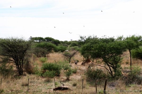 IMG_5173 <P><B>Zwischen Waterberg und Windhoek</B></P>
<div align=left>
</div>