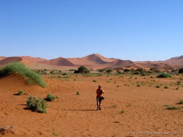 IMG_6472 <P><B>Soussusvlei</B></P>
<div align=left>
<P>Das Soussusvlei ist das "Endtal" des aus dem Gebirge kommenden Wassers, wenn es hier regnet. In diesem Fall läuft das Wasser zwischen den noch offenen Dünen Richtung Meer. Wo die von Norden nach Süden verlaufenden Dünen bereits geschlossen sind, staut sich das Wasser in einem weiten Becken und weißes Sediment aus dem Gebirge setzt sich ab. Hier gedeihen Bäume und Sträucher, hier leben Strauße und Oryxantilopen.</P>
</div>