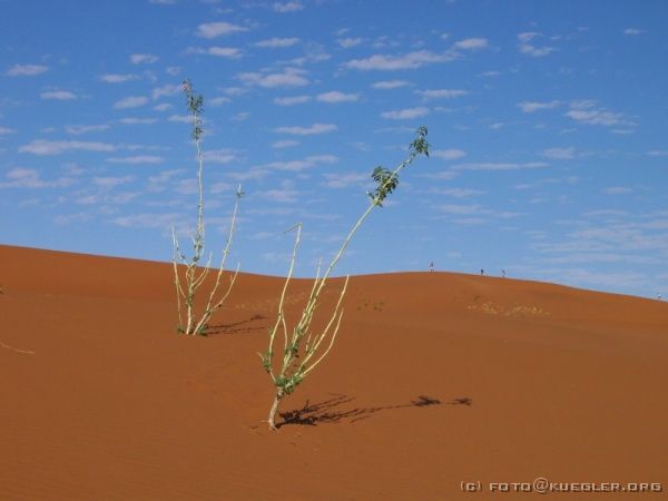 IMG_6479 <P><B>Soussusvlei</B></P>
<div align=left>
<P>Zu Fuß machen wir uns auf den Weg durch die roten Dünen.
Es ist erst 9.00 Uhr, aber die Sonne brennt unerträglich heiß.
Der stark eisenhaltige Sand heizt sich in der Sonne schnell auf
Temperaturen um 80°C auf, damit hat man dann Ober- und
Unterhitze.</P>
</div>