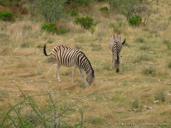 IMG_6977 <P><B>Etosha Nationalpark</B></P>